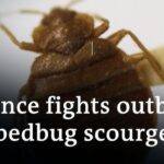 Paris Grapples with a Bedbug Infestation